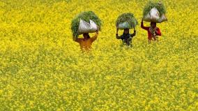 permission-for-genetically-modified-mustard-crop-9th-protest-against-central-govt