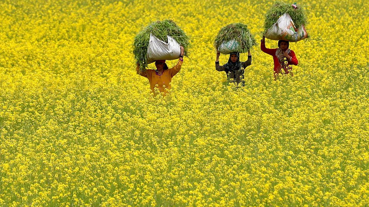 Permission for genetically modified mustard crop – 9th protest against Central Govt