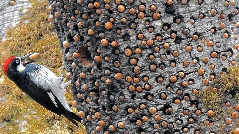 A woodpecker and 312 kg of food!  |  Woodpecker Stores 312 Kilograms of Acorns