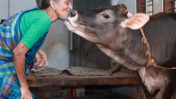 cow hug day animal welfare board appeals to hug cows on february 14