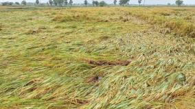 get-crop-insurance-compensation-for-affected-rice-crops-on-delta-farmers-demand-to-cm
