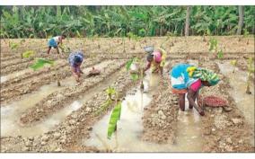 small-onion-as-intercrop-with-banana-farmers-interest-on-barkur-region