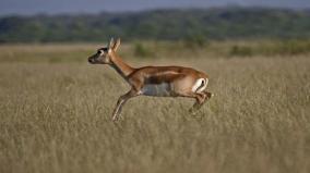 tiruppur-handing-over-deer-cub-to-forest-department