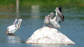 increase-in-bird-visitation-in-virudhunagar-district-information-on-survey