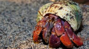 why-did-hermit-crabs-get-their-name