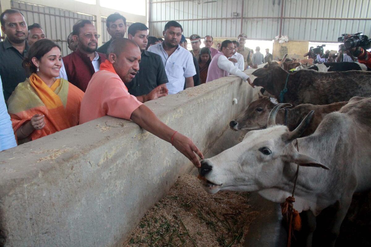 Sanctuary for Cows in U.P.  Govt start