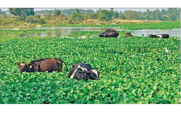 Hosur Kelavarapalli Dam Water is Polluted by Chemical Waste Mixture on Thenpennai River