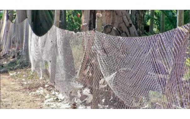 Coimbatore | Farmers Fence their Orchards with Nylon Netting to Prevent Wild Boars from Entering