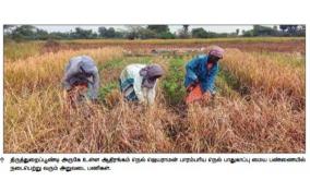 rain-resistant-traditional-rice-crops-organic-farming-for-farmers