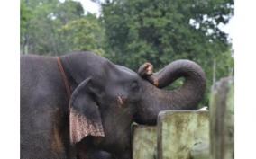 single-male-elephant-enters-town-after-separation-from-magna-people-of-savulur-fear