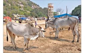 krishnagiri-cattle-market-weeded-due-to-increased-use-of-agricultural-machinery