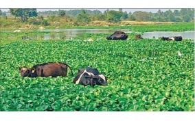 hosur-kelavarapalli-dam-water-is-polluted-by-chemical-waste-mixture-on-thenpennai-river