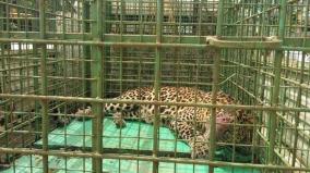 extra-cage-to-capture-leopard-kill-goat-near-paramathi-velur-forest-department-action