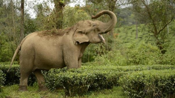 Elephant Returned to the Forest in Savulur Area Next to Dharmapuri - Villagers are Relief