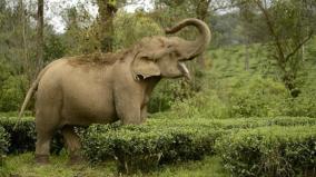 elephant-returned-to-the-forest-in-savulur-area-next-to-dharmapuri-villagers-are-relief