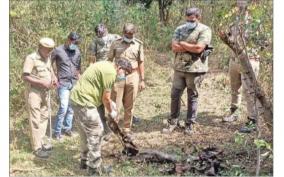 body-parts-of-a-dead-baby-elephant-found-near-periyanaickenpalayam