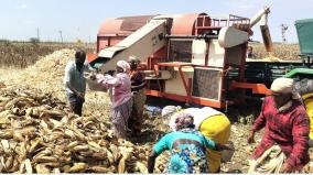 farmers-happy-with-adequate-prices-corn-harvest-work-intensity