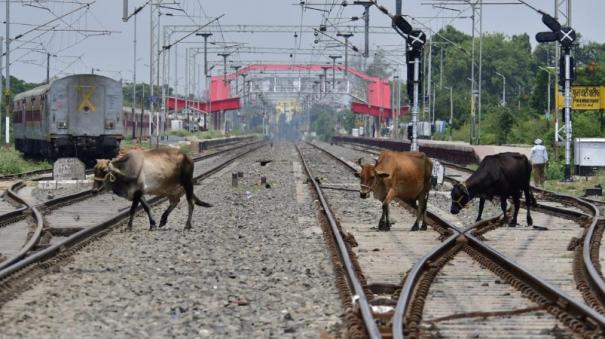 farmers pushed 24 cows on the train