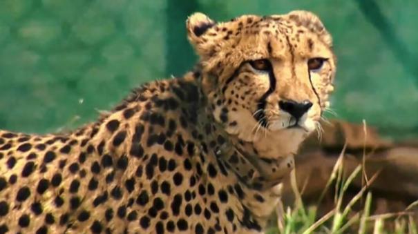 12 cheetahs to be flown in from South Africa on February 18