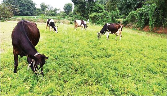 Coriander, spinach prices fall in Chulagiri market: Farmers used fodder for cattle