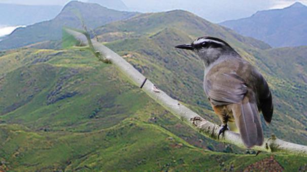 Can the birds of the Palani Range be saved?