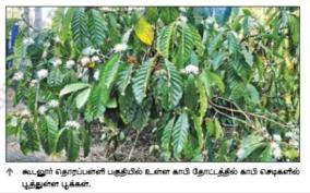 blossoming-coffee-plants-on-gudalur-coffee-plantation-farmers-waiting-for-summer-rains-for-higher-yields