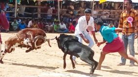 goat-fight-event-in-viruthunagar