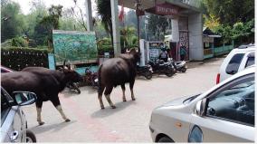 kodaikanal-roaring-wild-cows-at-tourist-spots-tourists-afraid