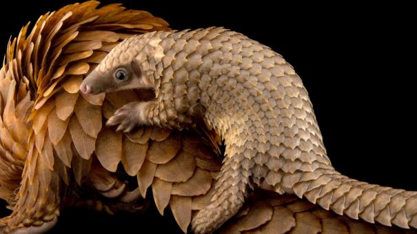 February 18 - World Pangolin Day 2023: Let's save pangolins