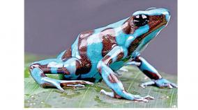 ask-tingu-27-do-you-know-why-color-frogs