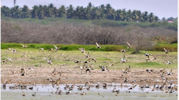 Will Madurai Samanatham, home to 160 species of birds, be declared a sanctuary?