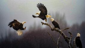 indian-origin-engineer-wins-top-nat-geo-photography-contest