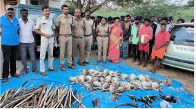 virudhunagar-villagers-who-hunted-in-the-forest-in-the-temple-30-rabbits-greens-squirrel-seized