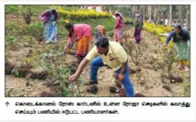 rose-plants-on-kodaikanal-the-rose-garden-is-getting-ready-for-summer-season