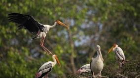 migratory-birds-flock-to-tvsm-factory-in-hosur