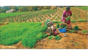 krishnagiri-farmers-are-interested-on-ragi-cultivation-as-the-govt-makes-direct-purchases