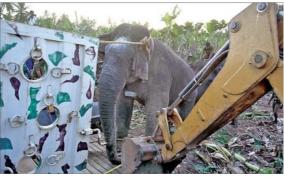 magna-elephant-was-captured-near-perur-after-a-5-hour-struggle