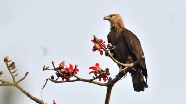 Integrated Vulture Survey on Tamil Nadu - Kerala - Karnataka States Started