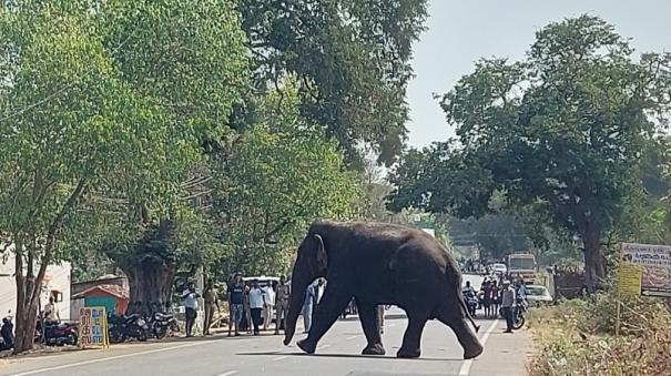 Magna Elephant Released on Mantri Matam Forest is Intensively Monitored