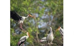 yellow-nosed-stork-habitat-hosur-information-on-forest-department-survey