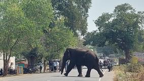 magna-elephant-released-on-mantri-matam-forest-is-intensively-monitored
