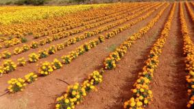 wilting-marigold-in-gardens-in-osur