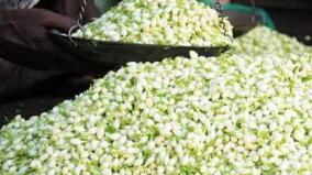 arabian-jasmine-is-sold-at-rs-500-per-kg-due-to-the-increase-in-the-supply-of-flowers