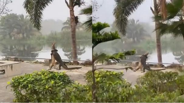 Two Reptiles Fighting While Standing Up