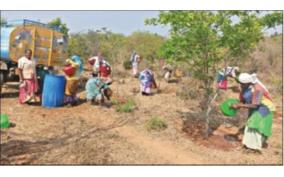 foresters-watering-19-000-saplings-on-thoppur-reserve-forest-during-summer-season