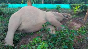 elephant-death-due-to-jaundice-on-pethikuttai