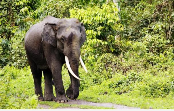 Two killed in Coimbatore elephant attack