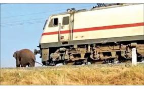 magna-elephant-escaped-being-trapped-by-a-train-near-madukkarai