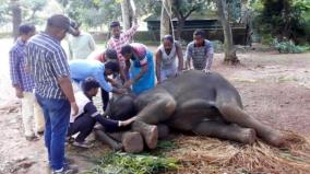 odisha-lost-245-elephants-in-3-years