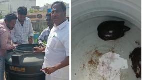 rescued-turtles-handed-over-to-forest-department-in-puducherry